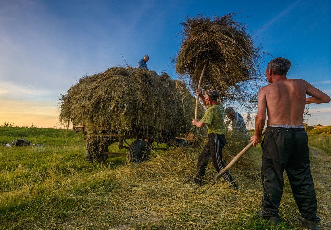 Мужик косит траву смешные картинки