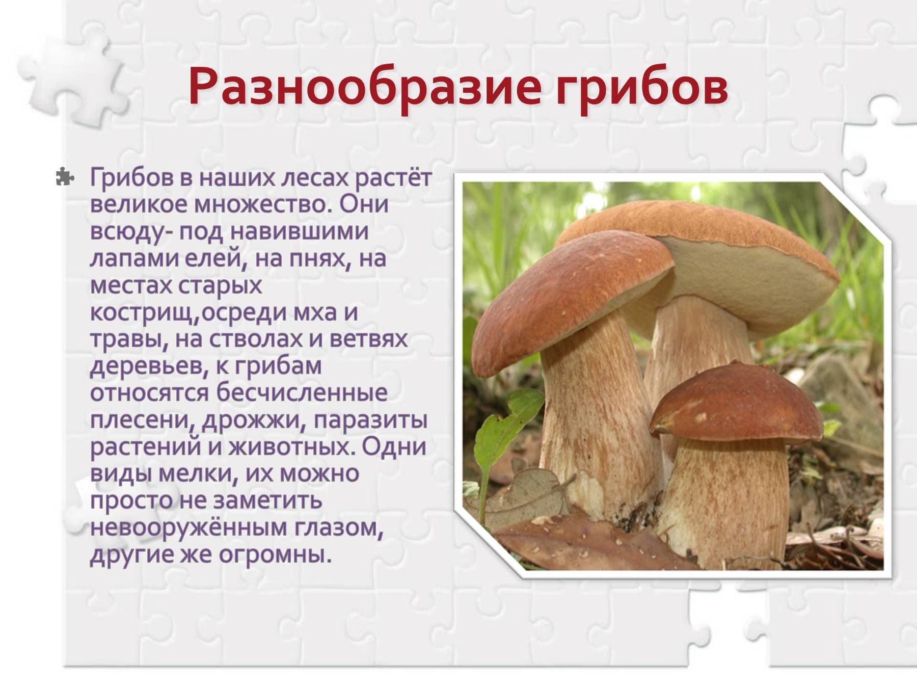 Доклад на тему грибы