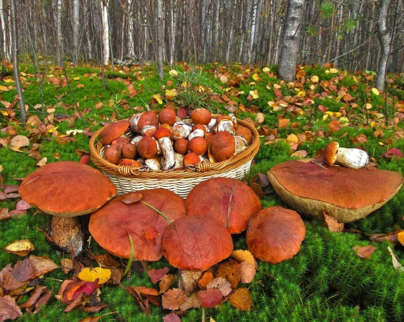 Воронежские грибники. Грибная Поляна. Грибная Поляна белых белых грибов. Грибы в Архангельске 2021. Грибная Полянка в лесу опята.