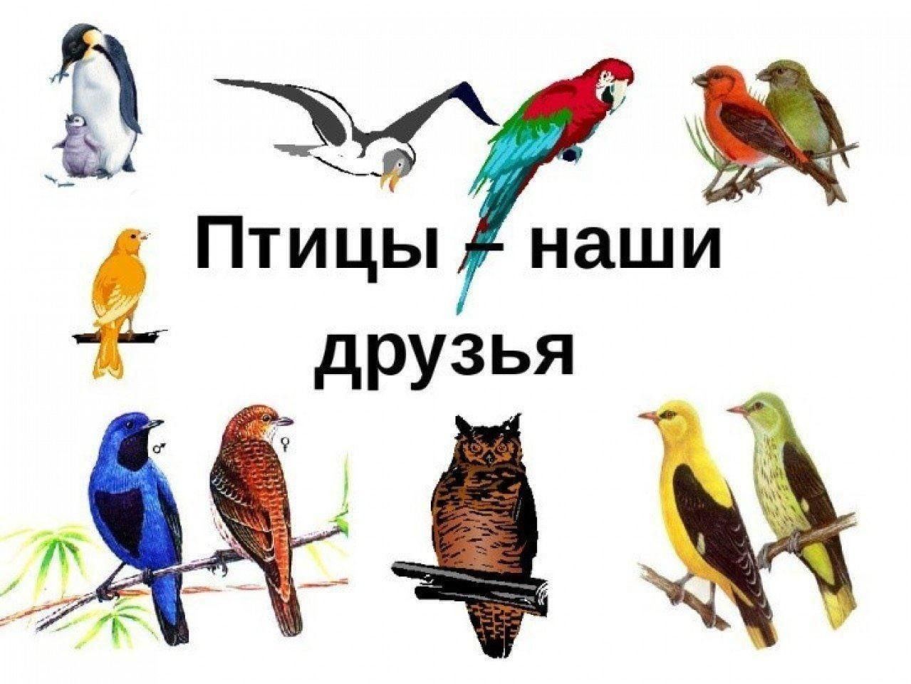 Проект на тему мир птиц Познавательный час "Птицы наши друзья" 2023, Енотаевский район - дата и место пр