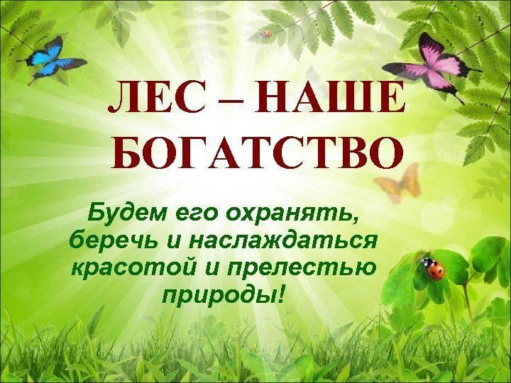 Проект в старшей группе лес наше богатство
