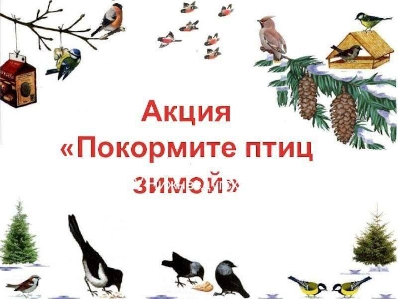 Проект покормите птиц зимой средняя группа