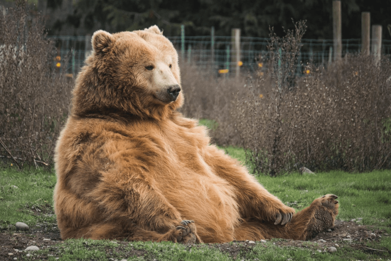 I am a big bear. Медведь. Бурый медведь. Толстый медведь. Бурый медведь сидит.