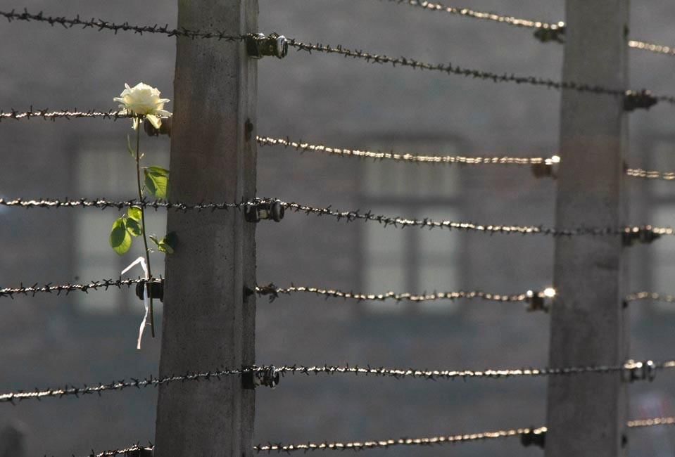 Рай prison flowers. Колючая проволока Освенцим. Решетка с колючей проволокой. Колючая проволока Эстетика.