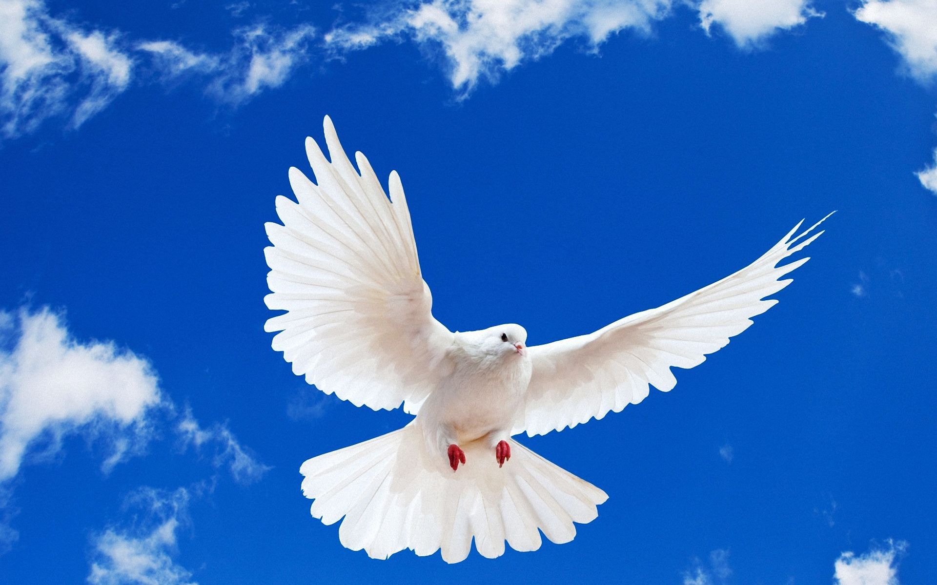 Белыми голубями летите к маме домой. Белый голубь. Голуби в небе.