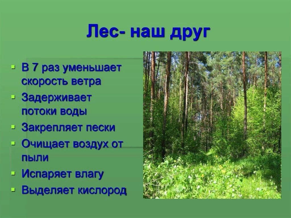 Проект на тему лес 3 класс