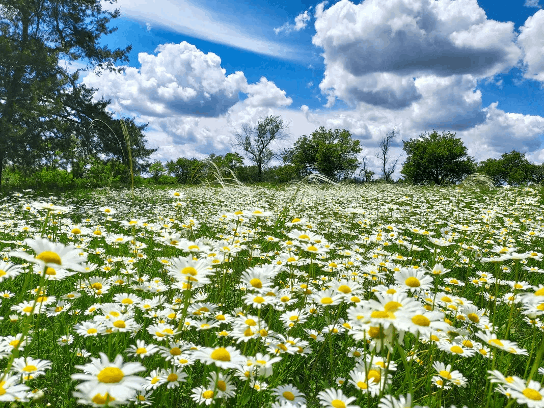 Поле ромашек фото