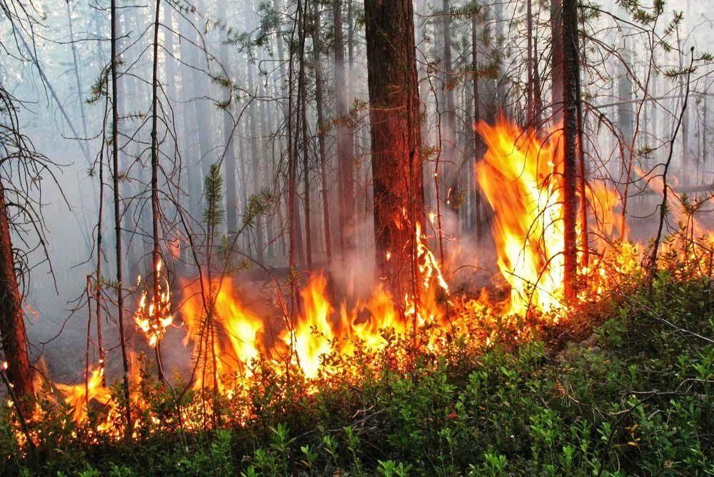 Картинка про пожар в лесу