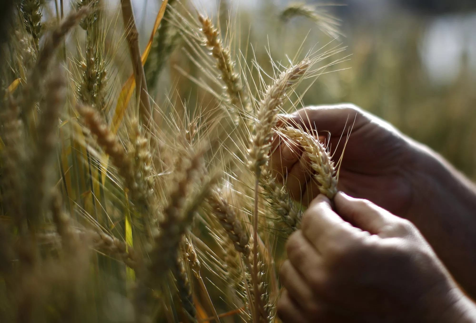 More crops. Сельское хозяйство хлеб. Колосья хлеба. Зерновые культуры для хлеба. Сельское хозяйство руки.