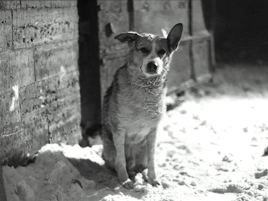 Кадр из фильма Владимира Бортко «Собачье сердце» (1988)