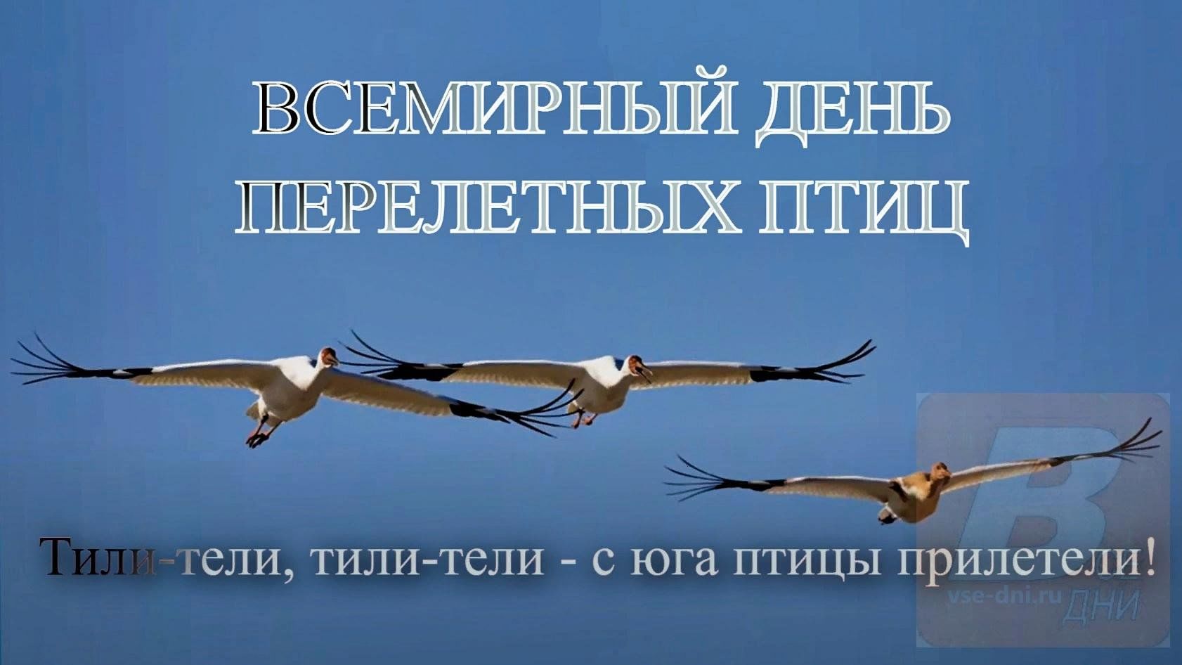 Всемирный день мигрирующих птиц 2023, Алексеевский район — дата и место  проведения, программа мероприятия.