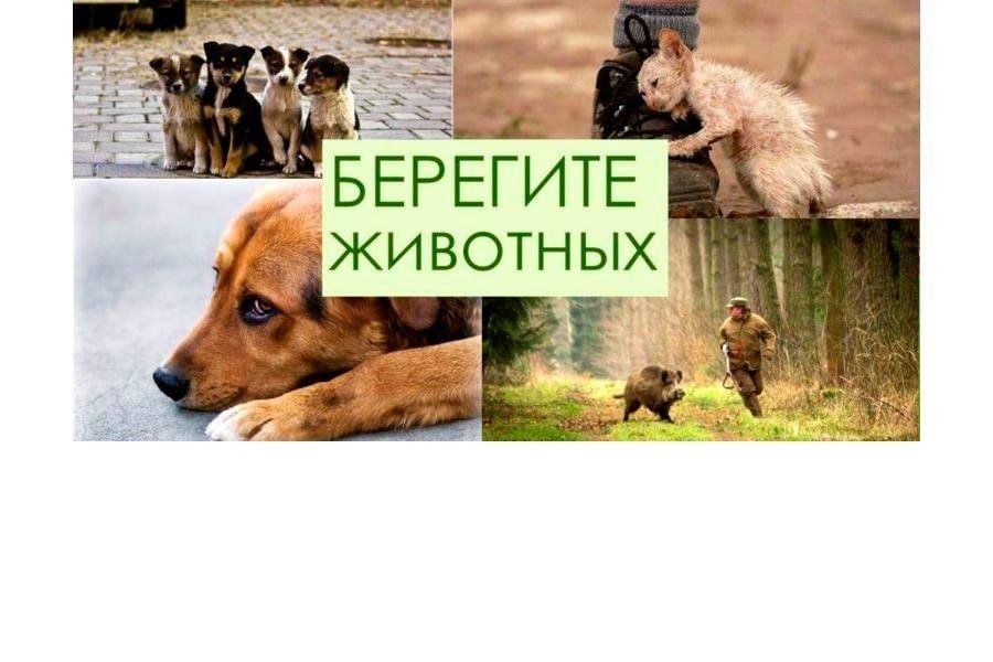 Берегите животных картинки Экологический час "Жалобная книга животных" 2024, Баксанский район - дата и мест