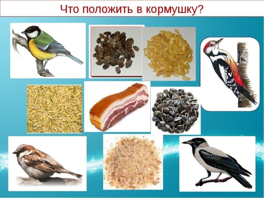 Что едят птицы