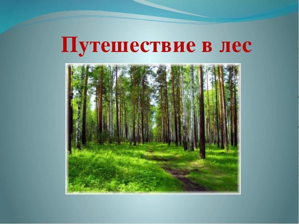 Презентация путешествие в лес для дошкольников