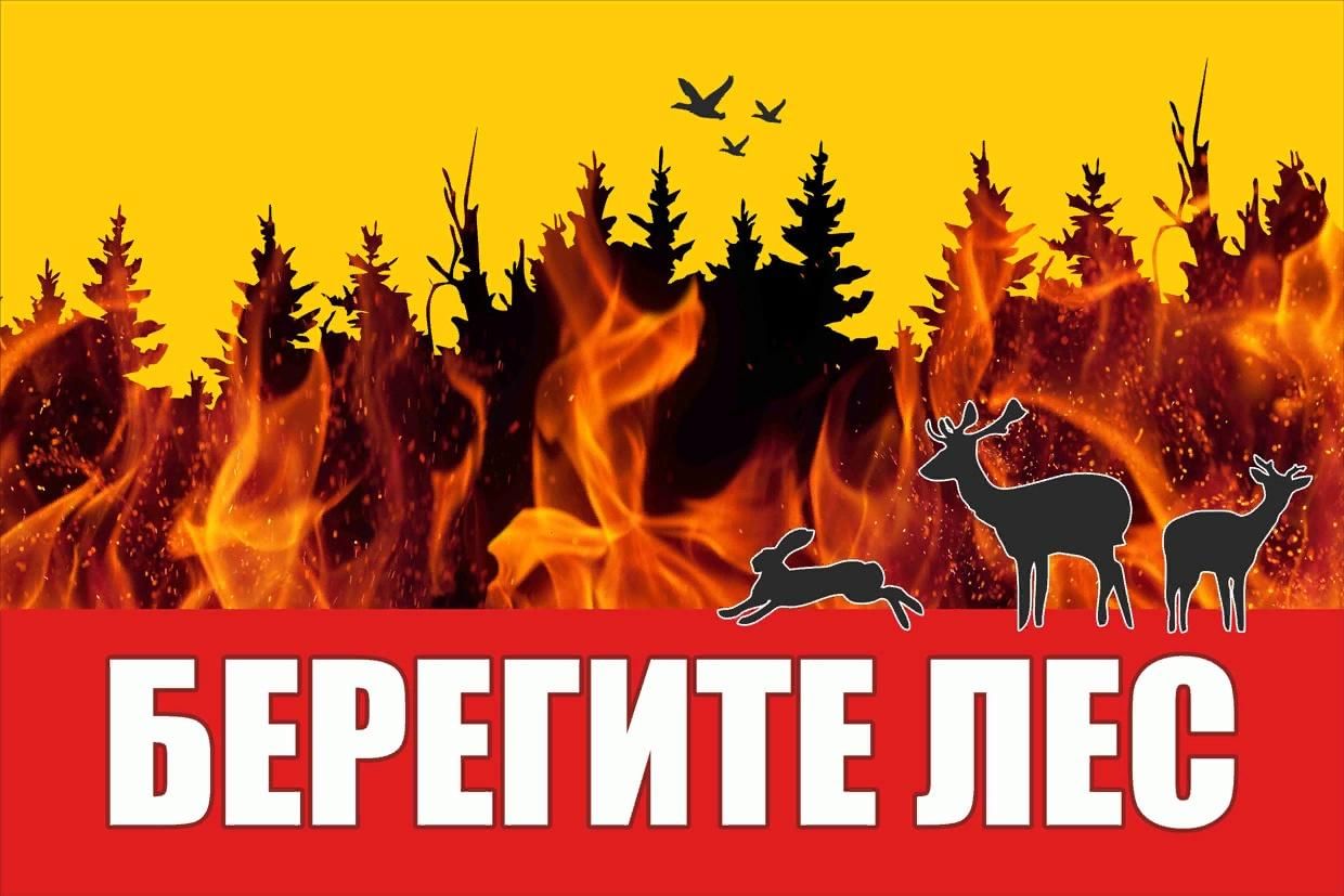Берегите лес от пожара картинки