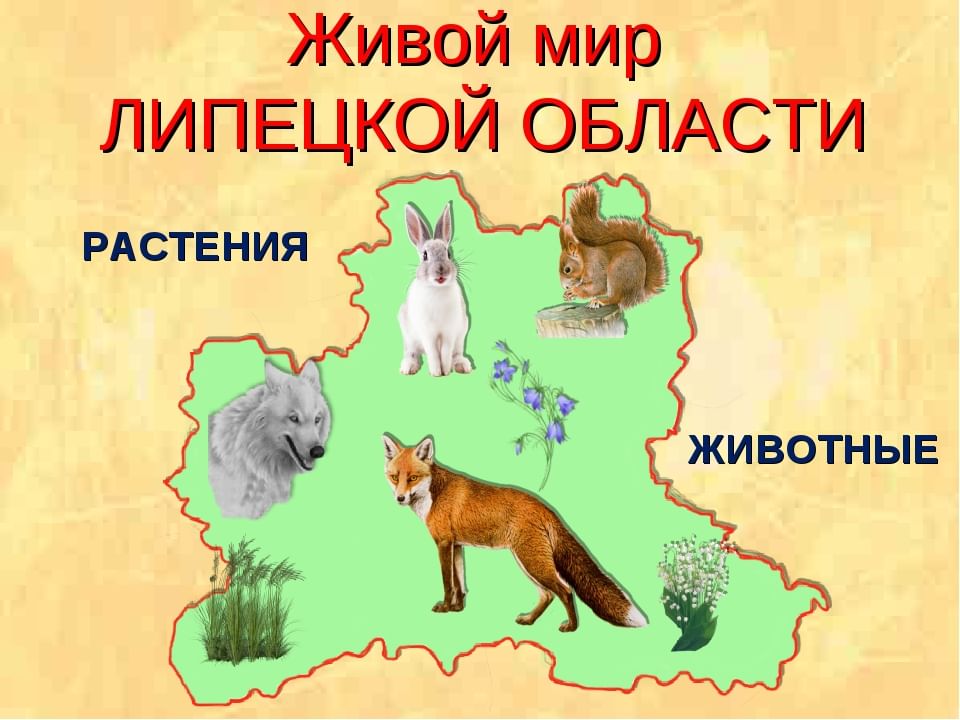 Животные липецка презентация