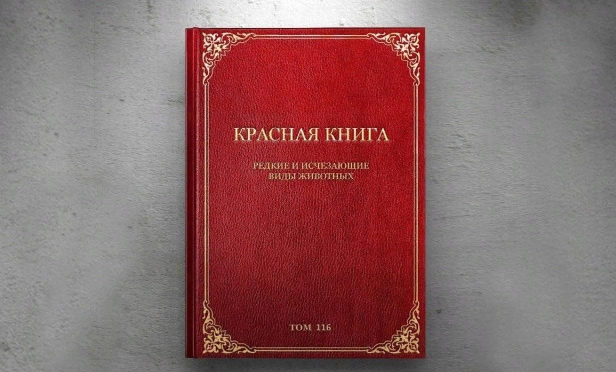 познавательная программа &quot;<b>Красная</b> <b>книга</b> родного края&quot; 2023, Ножай...