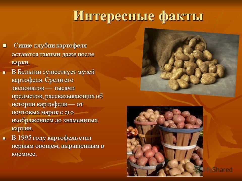 Проект про картошку 3 класс
