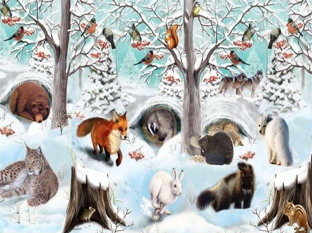 Дикие животные зимой картинки для детей
