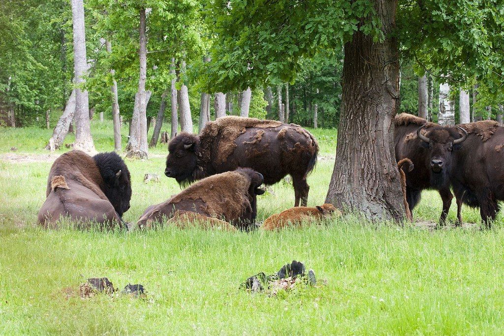 Приокско-террасный заповедник зубры. Экотропа в подмосковье. Серпухов бизоны заповедник. Беловежская пуща зубры. Буйвол охраняемая территория заповедники.