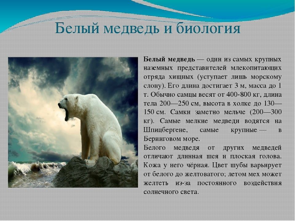 Рассказ про белого медведя 2 класс окружающий мир по плану о животном