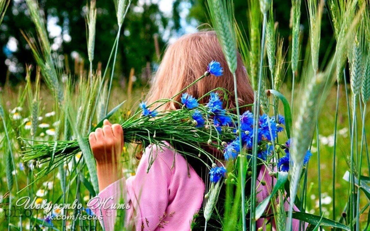 Каждый день лета. Полевые цветы,люди. Девушка с васильками. Полевые цветы соберу. Девушка с букетом Васильков.