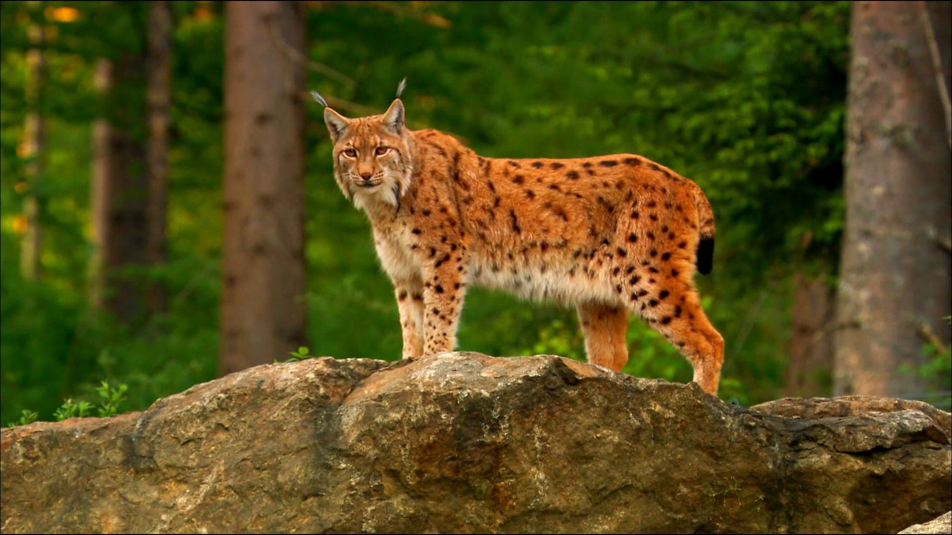 Полная рысь. Рысь в Кавказском заповеднике. Обыкновенная Рысь Lynx Lynx. Рыжая Рысь Северной Америки. Гималайская Рысь.