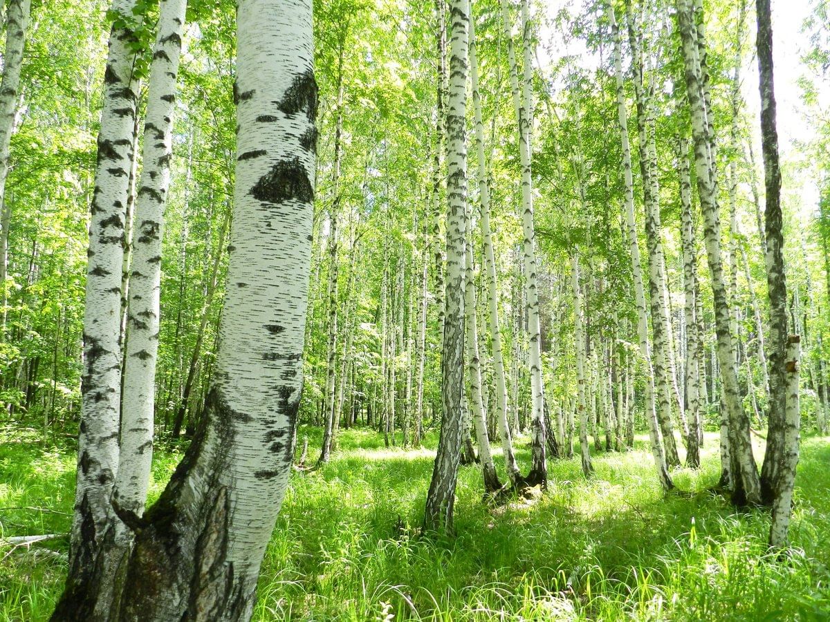 Березовая роща ярославль. Березовая роща якутии. Хорошо березовые светлые рощи. Яранская березовая роща. Хорошо березовые светлые рощи.