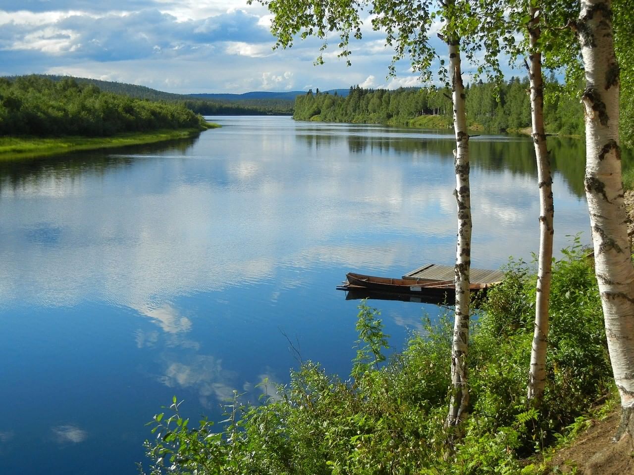 березы у реки