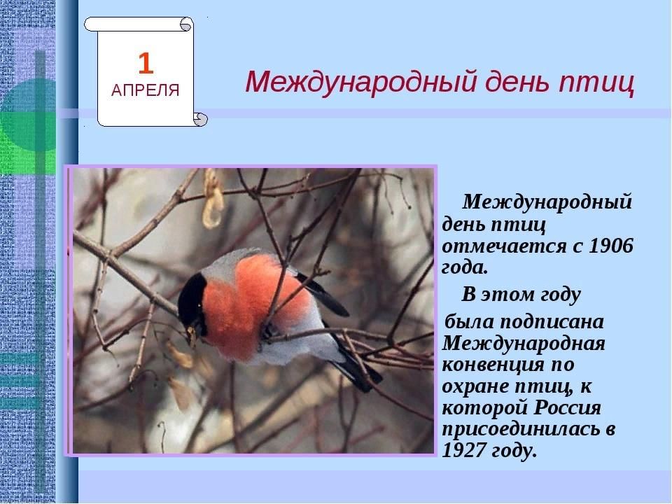 День птиц в детском саду презентация. Международный день птиц. 1апреля междунарожный Жень птиц. Первое апреля день птиц. Междунаровныйденьптиц.