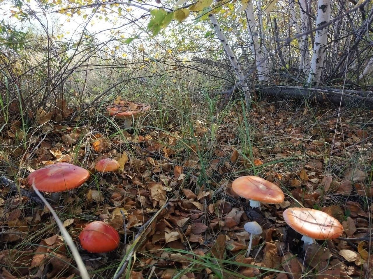 Кучугуры Цимлянский заповедник