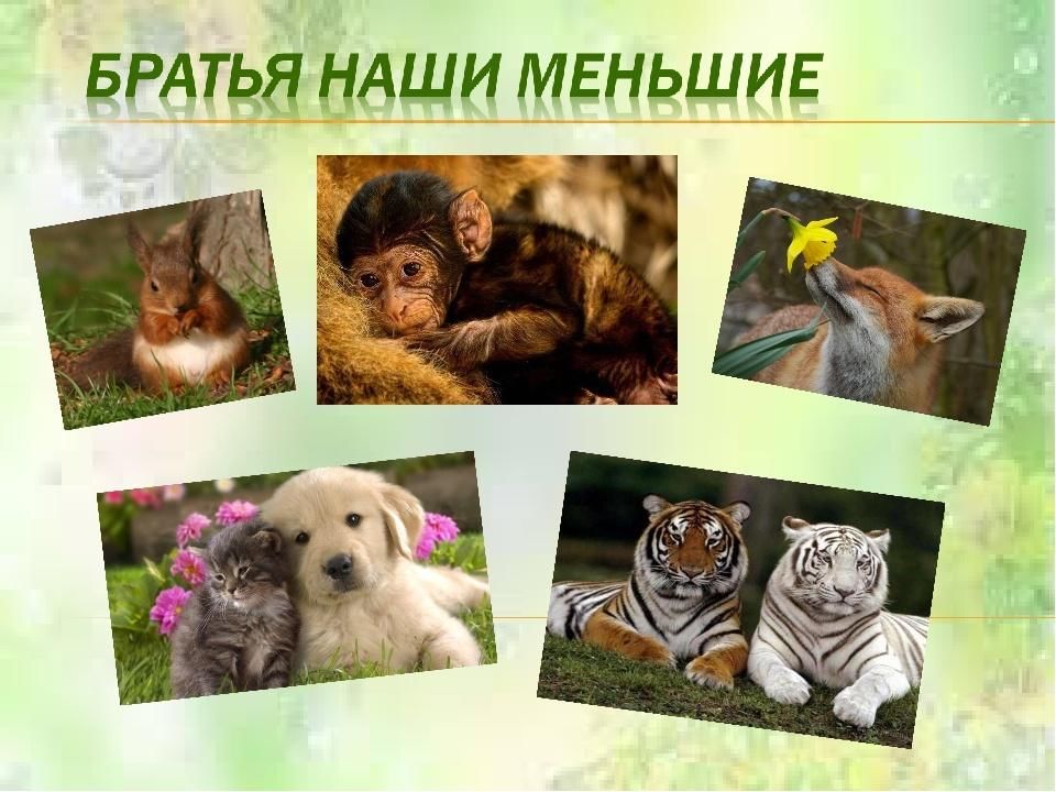 Проект братья наши меньшие 4 класс