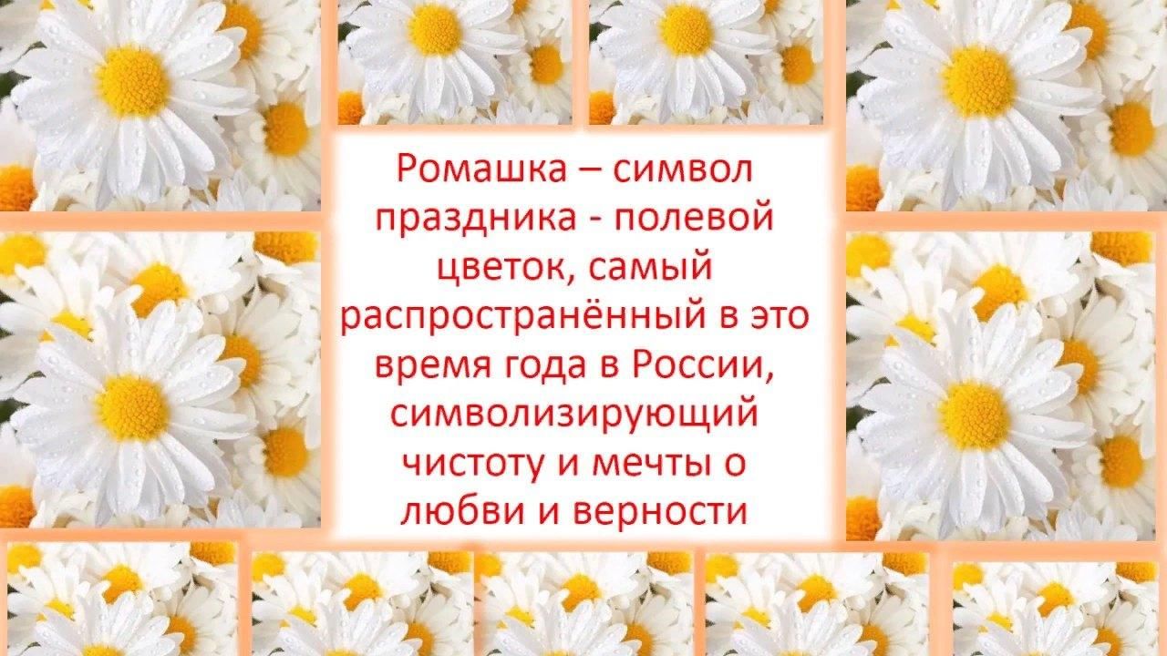 Стихи ромашка символ. Ромашка день семьи. Ромашка символ семьи. Символ праздника Ромашка. Ромашка символ семьи любви и верности.