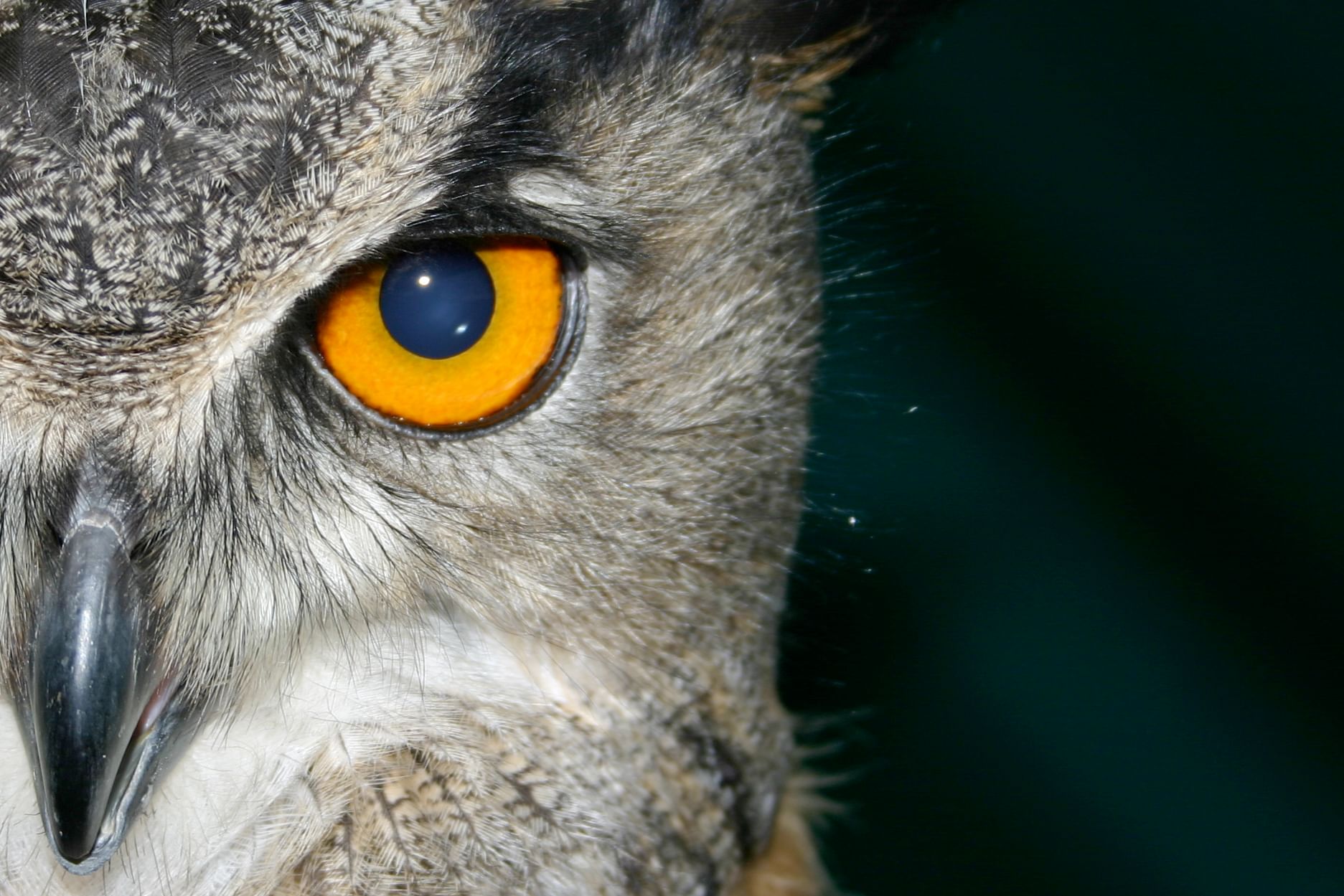 Некоторые ученые считают что совы видят. Филин ЧГК. Сова. Сова с голубыми глазами.