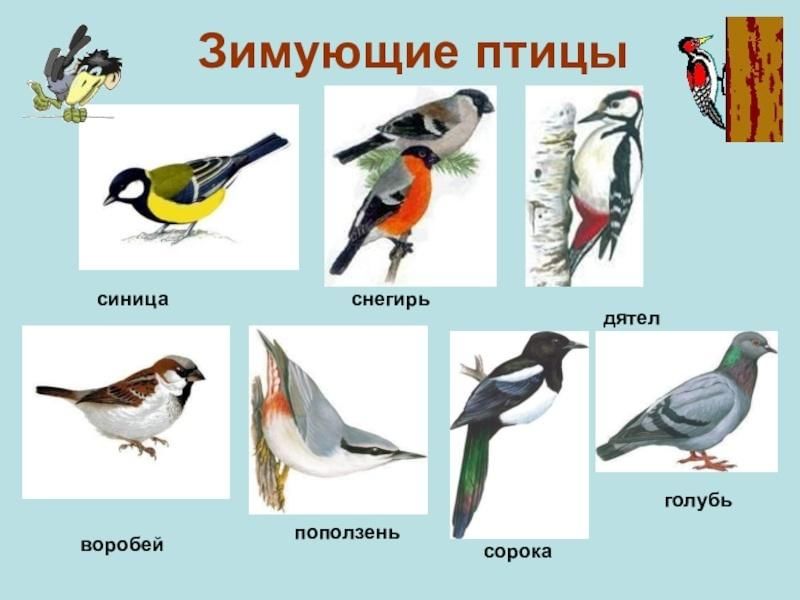 Какие птицы зимуют фото