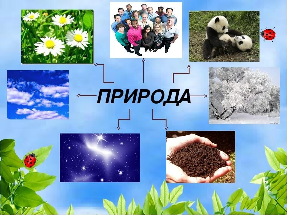 Тема недели природа. Природа вокруг нас. Природа вокруг нас для дошкольников. Коллаж природа вокруг нас. Природа вокруг меня.