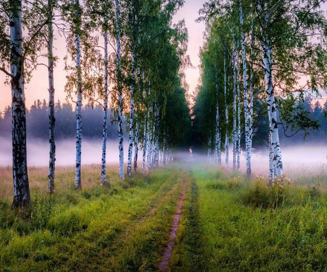 Красота русского леса