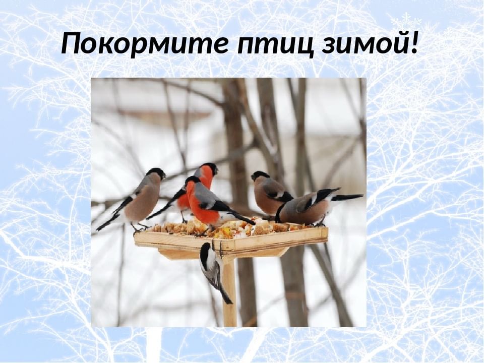 Покормите птиц зимой картинки