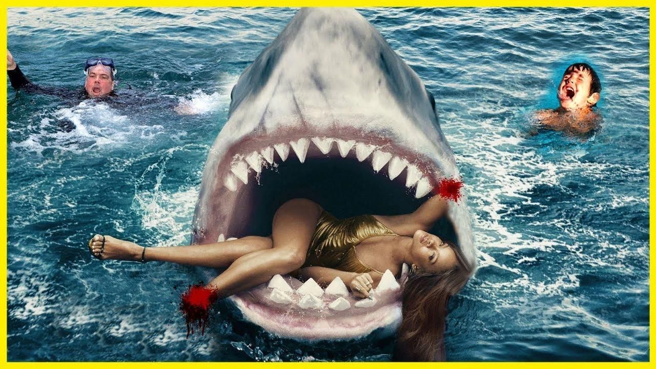 Pin by Castle McLaughlin on Newz Species of sharks, Shark, Animals