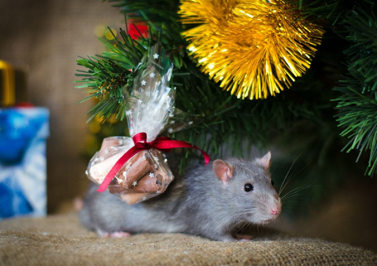 Елочка мышка. Новогодняя крыса. Новогодняя мышь. Елка под мышкой. Мышь и елка.