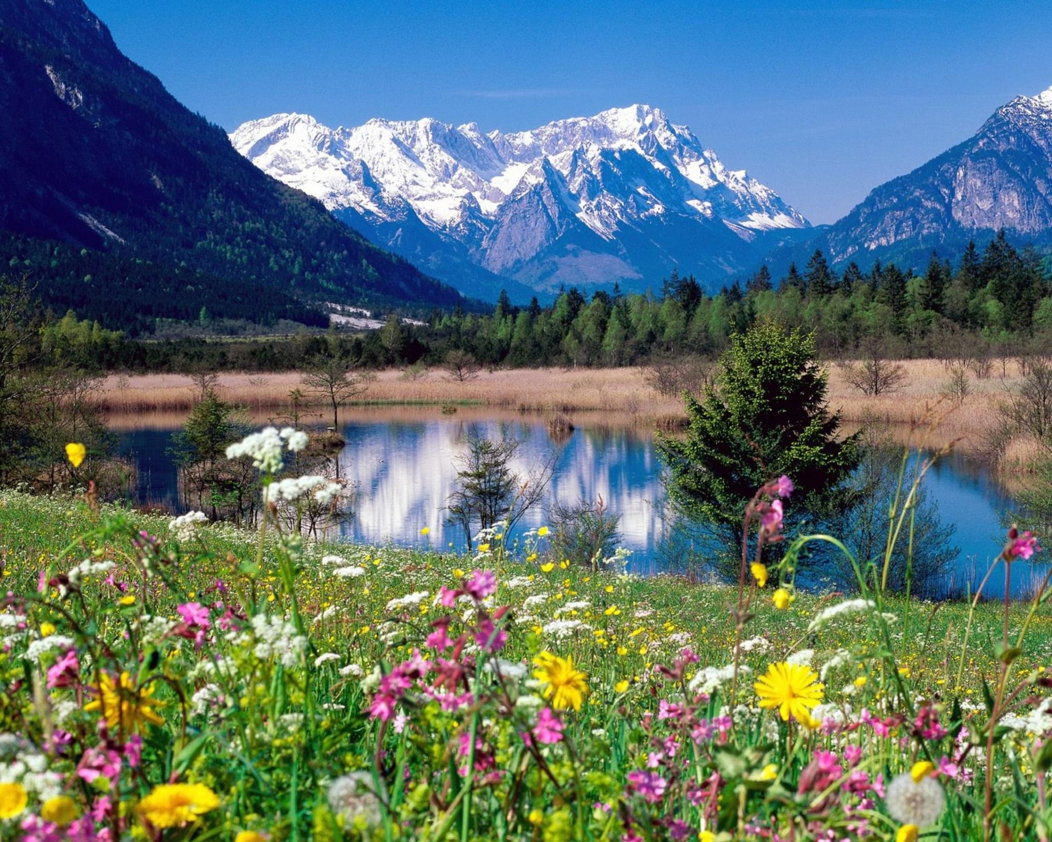 Долина тюльпанов Интерлакен Швейцария