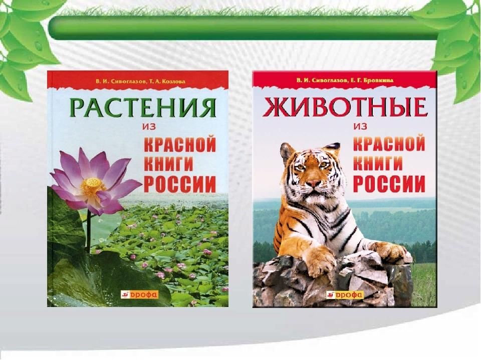 Картинки животных и растений из красной книги Виртуальная прогулка по красной книге "На красной странице звери и птицы" 2022, 