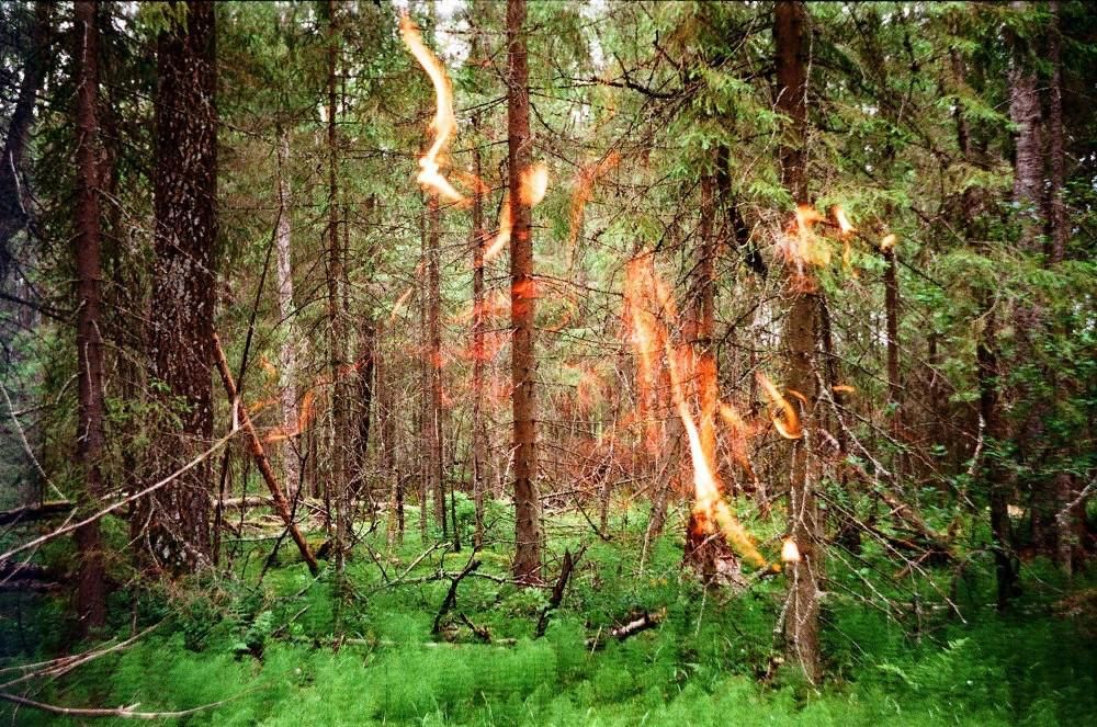 Фото берегите лес от пожара фото
