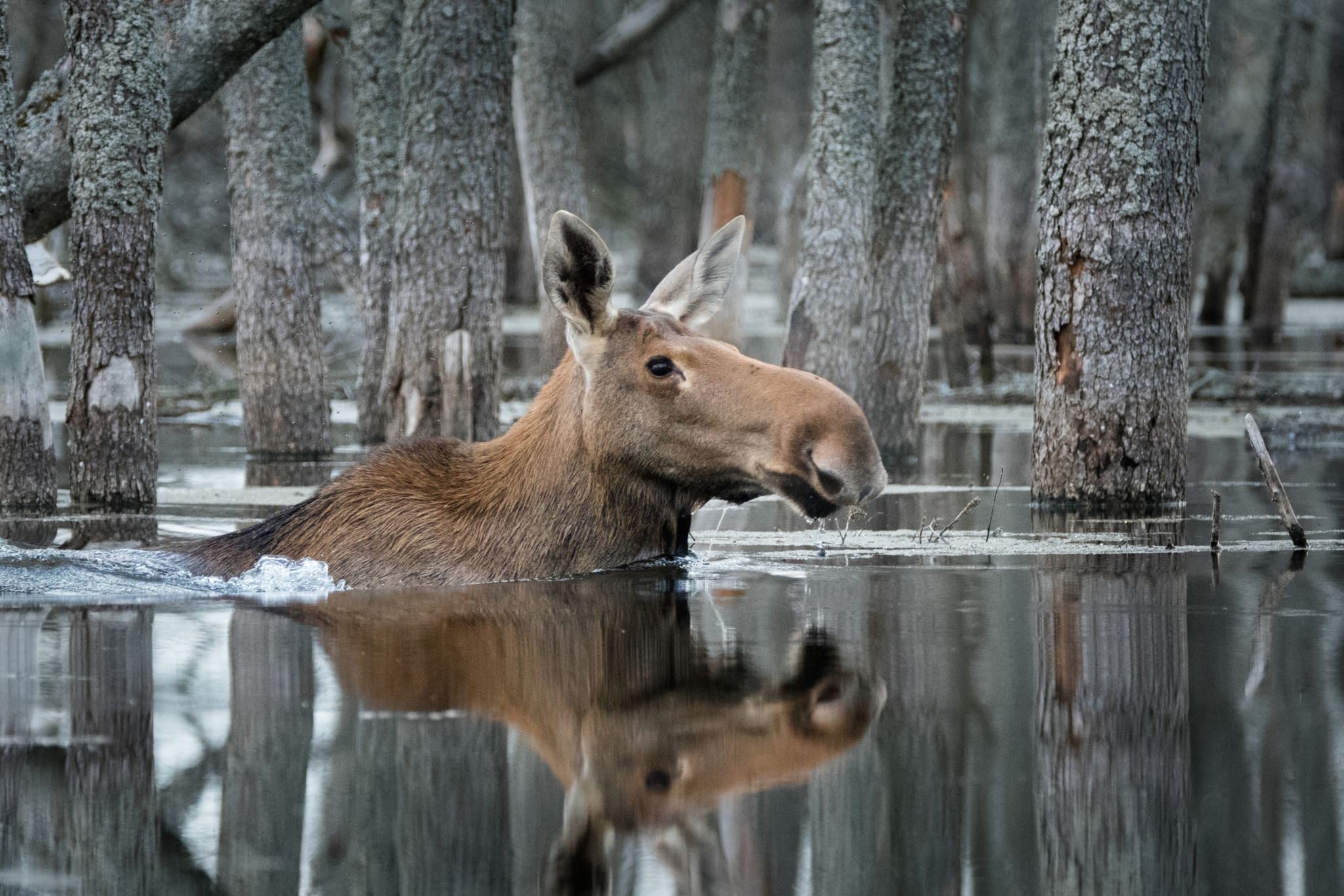 Дикая природа 2023. Дикая природа России National Geographic. Дикая природа России 2019 National Geographic. Лось в дикой природе. Животный мир Карелии.