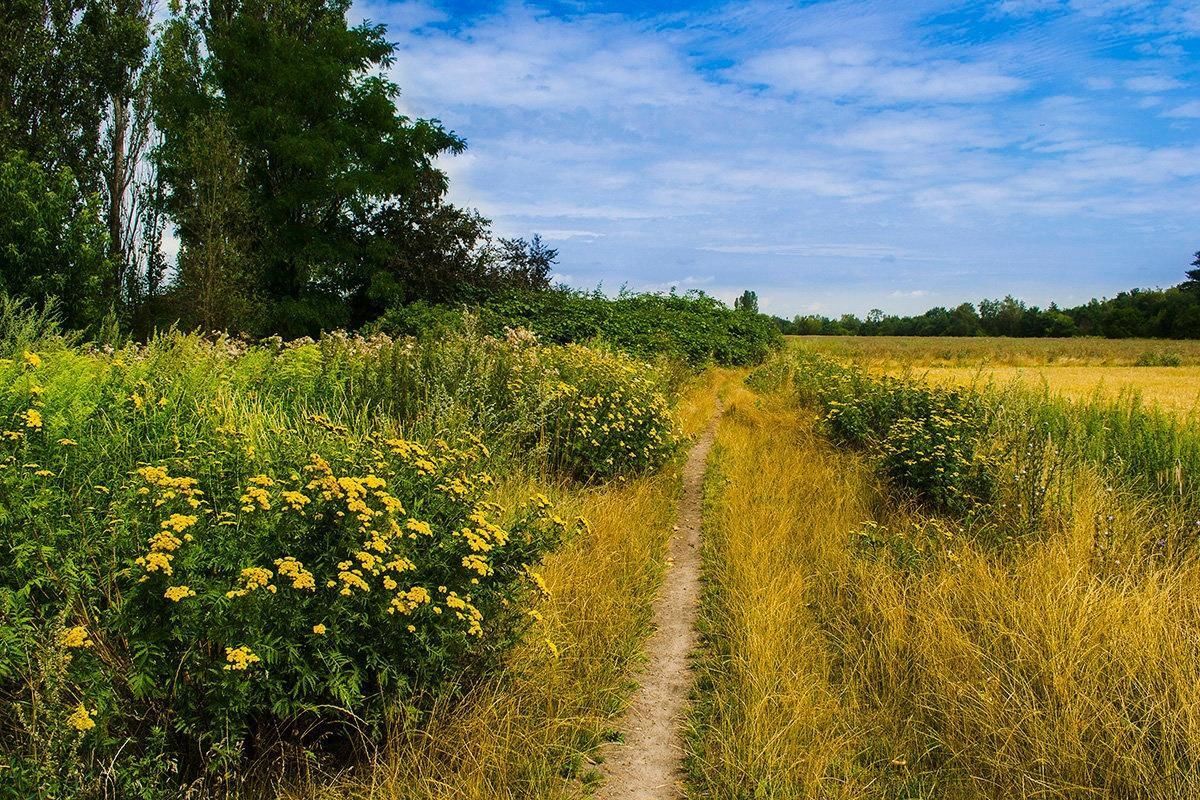 В начале июня. Лето. Фото лета. Июль природа. Лето июль.