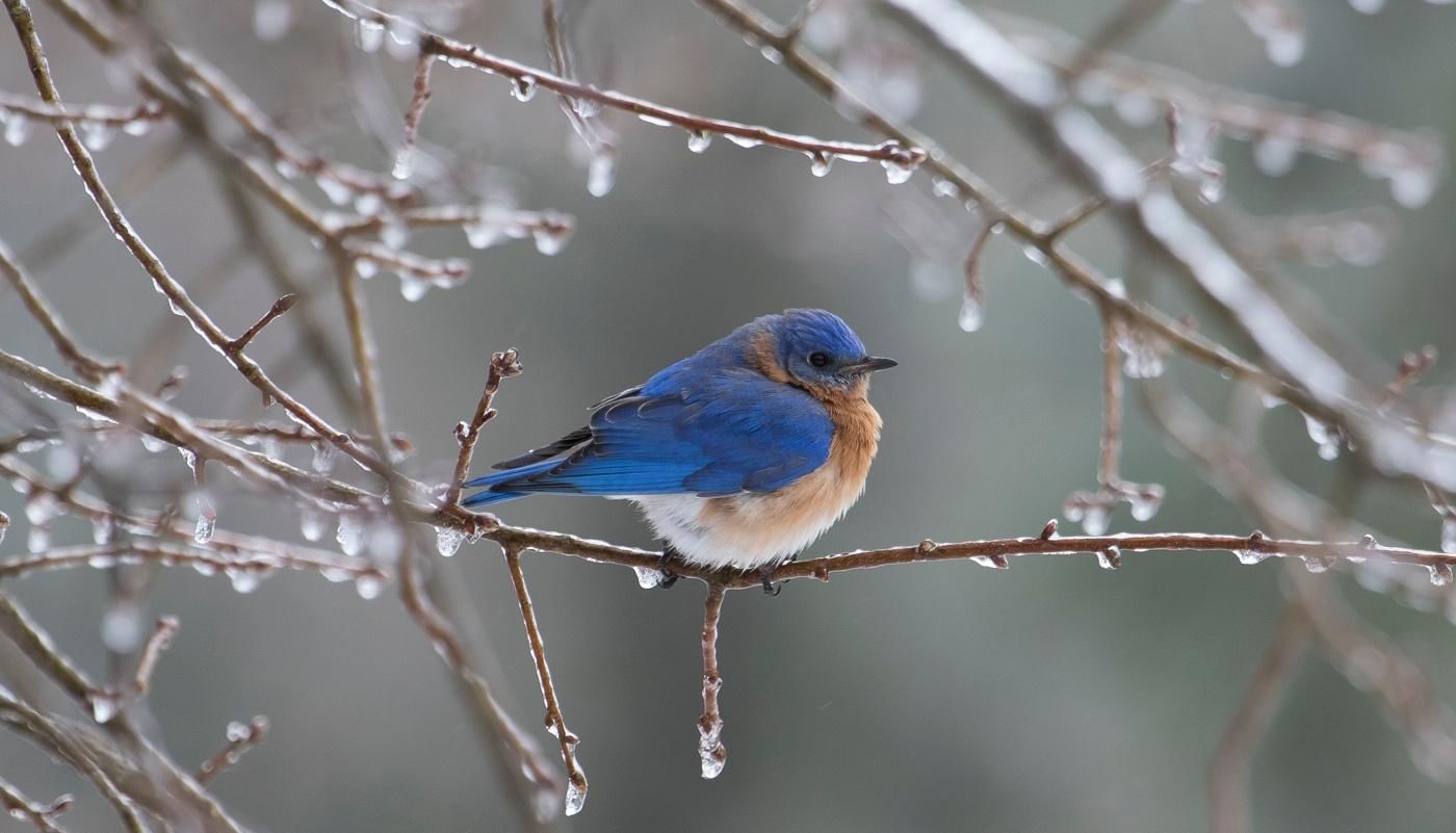 Голубые птицы на снегу