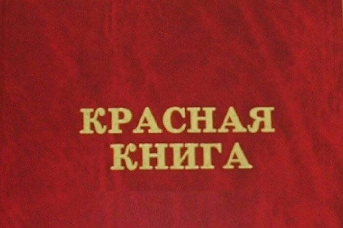 Красная книга обложка для проекта