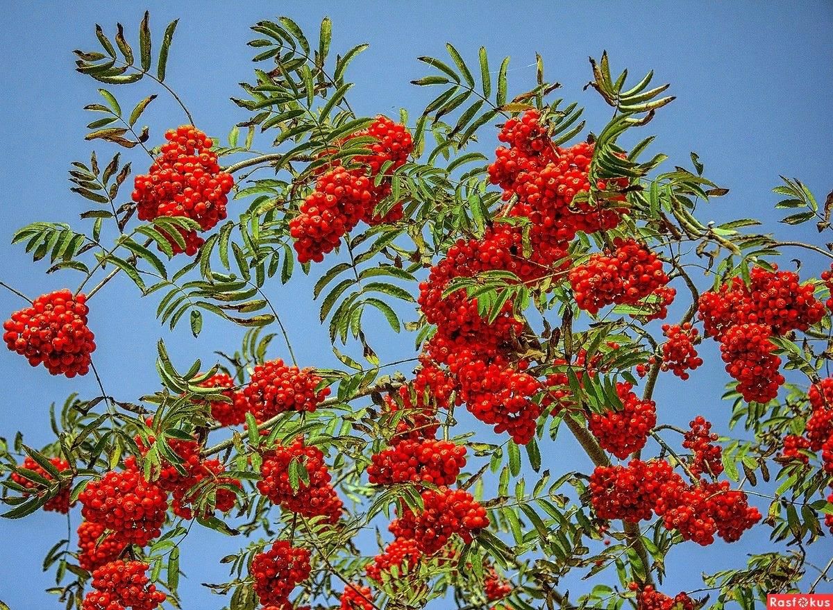 Гроздья рябины. Рябина ягода Сахалин. Рябина (Sorbus Мичуринская красавица. Рябина Титан. Рябина рябина гроздья Алые.