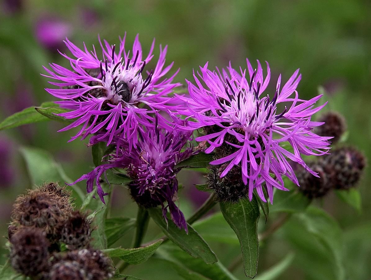 Целебная трава 4 буквы. Василёк фригийский. Centaurea Phrygia. Центаурея Василек. Василек фригийский и Луговой.