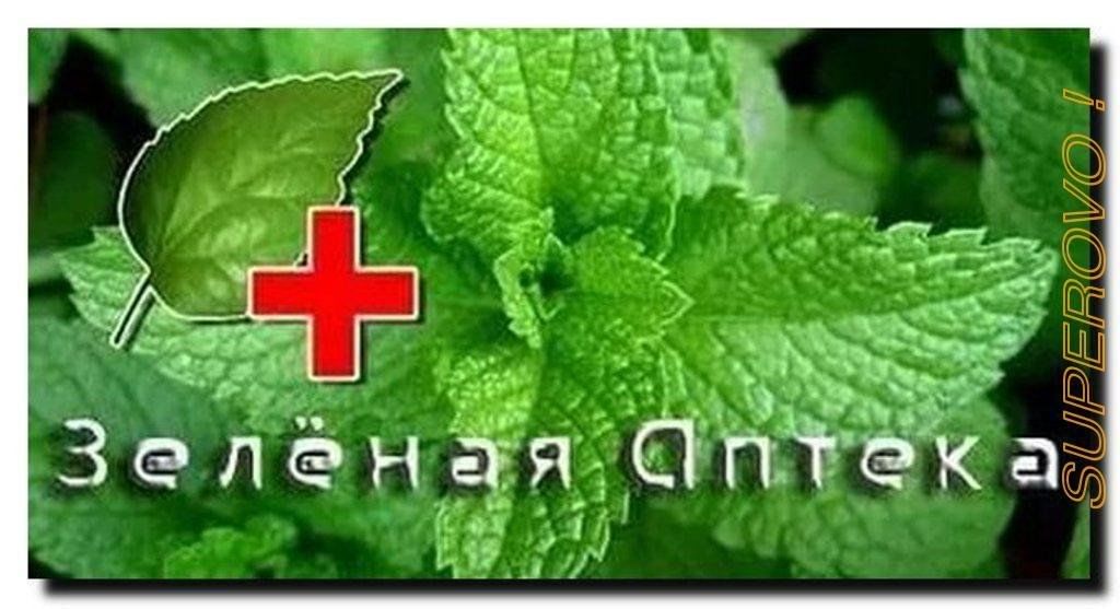 Зеленая аптека картинки для детей